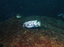Maylandia zebra Linganjala Reef  (Mâle MC)
