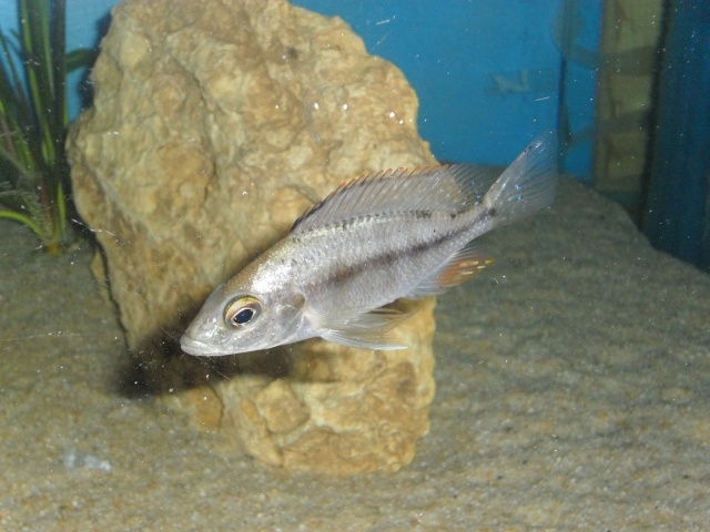 Protomelas sp.