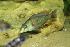 Otopharynx tetrastigma (mâle)