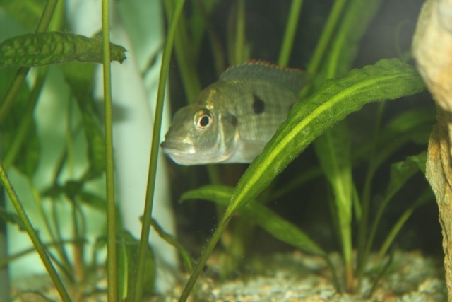 Otopharynx tetrastigma (femelle)