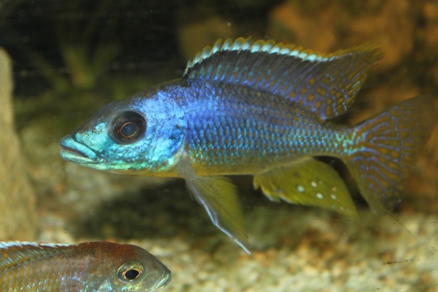 Protomelas sp. 