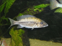 Protomelas sp. 