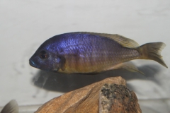 Mchenga thinos (mâle)