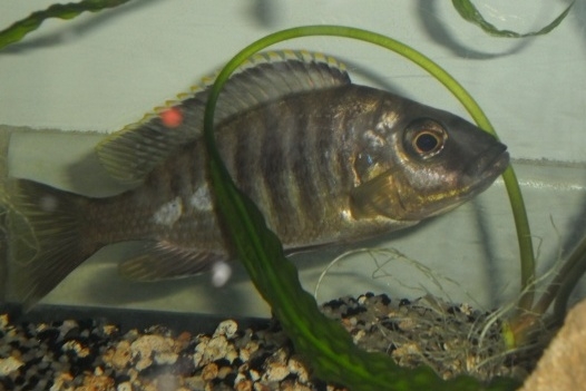 Mchenga thinos (femelle)