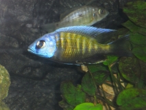 Otopharynx tetraspilus (mâle)
