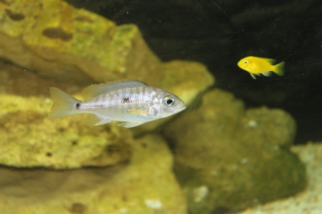 Otopharynx tetraspilus (femelle)
