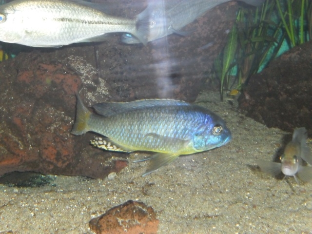 Naevochromis chrysogaster (mâle)