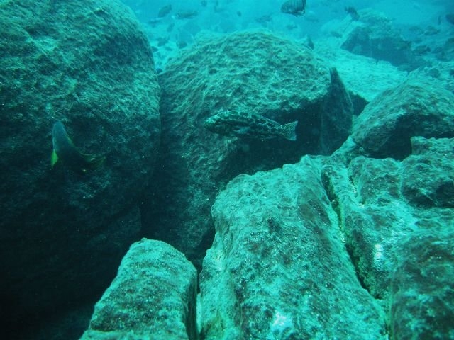 Nimbochromis polystigma Linganjala Reef (Male)