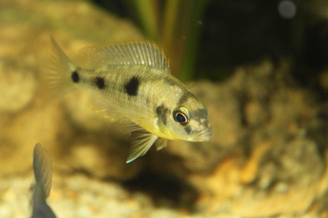 Naevochromis chrysogaster (femelle)