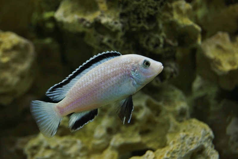 Labidochromis caeruleus Nkata Bay (Male)