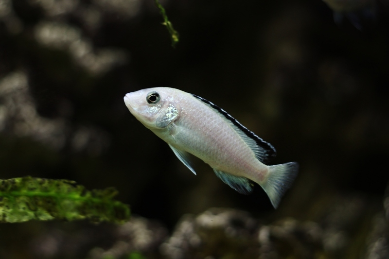 Labidochromis caeruleus Nkata Bay (Femelle)