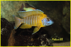 Aulonacara sp. "stuartgranti maleri" Chidunga Rocks (mâle)