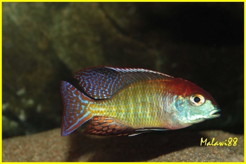 Lethrinops sp. 