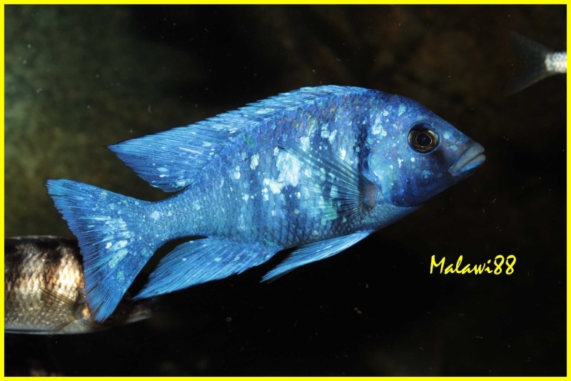 Placidochromis sp. 