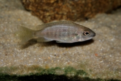 Copadichromis sp. 