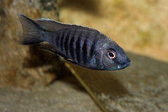 Copadichromis sp. 