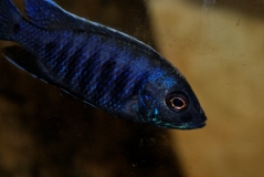 Copadichromis sp. 