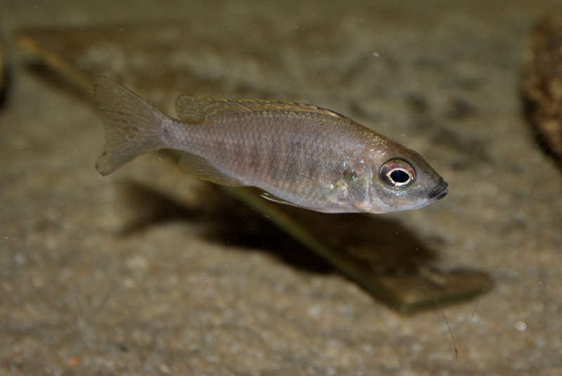 Copadichromis sp. 