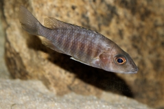 Aulonocara saulosi Hai Reef (femelle)