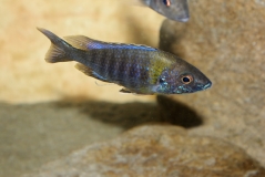 Aulonocara saulosi Hai Reef (Mâle)