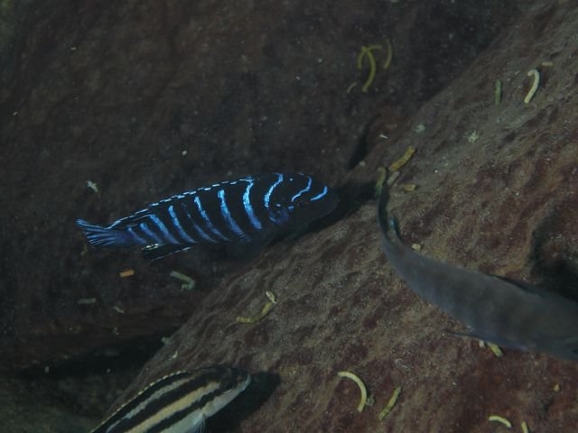 Tropheops sp. 