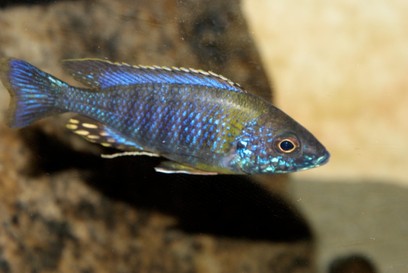 Aulonocara saulosi Hai Reef (Mâle)