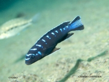 Pseudotropheus sp. "elongatus ruarwe" Charo (mâle)