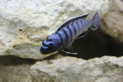 Pseudotropheus sp. "elongatus ornatus" Likoma Island (mâle)