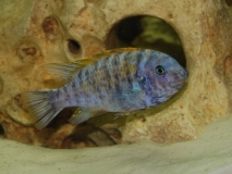 Labeotropheus fuelleborni Minos Reef (mâle MC)