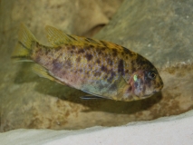 Labeotropheus fuelleborni Minos Reef (femelle)