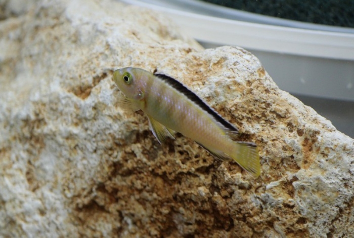 Pseudotropheus sp. 