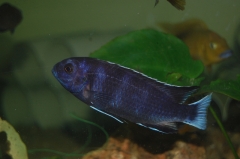 Pseudotropheus sp. "acei" Ngara (mâle)