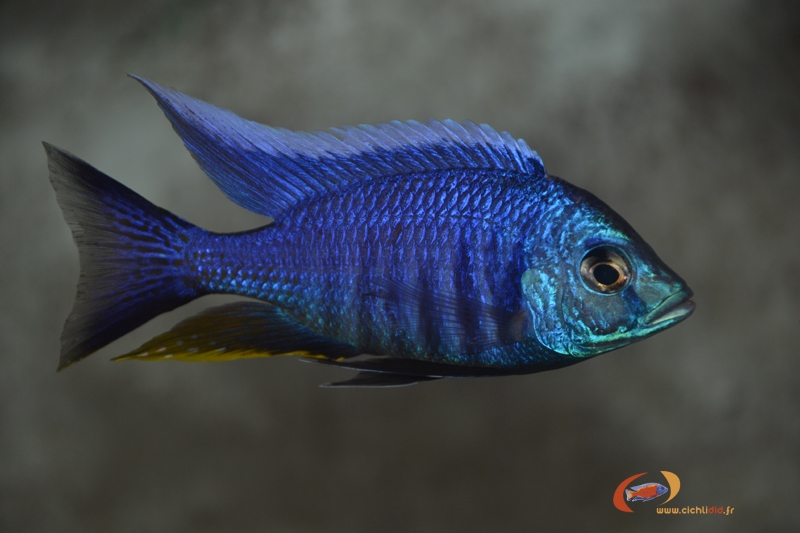 Copadichromis sp. 