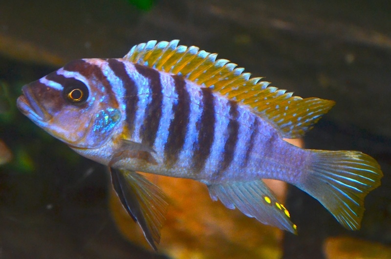 Maylandia fainzilberi Puulu (Mâle)