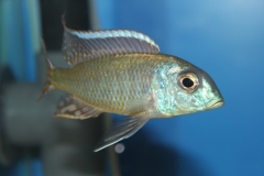 Lethrinops sp. "red cap" Mdoka (mâle)