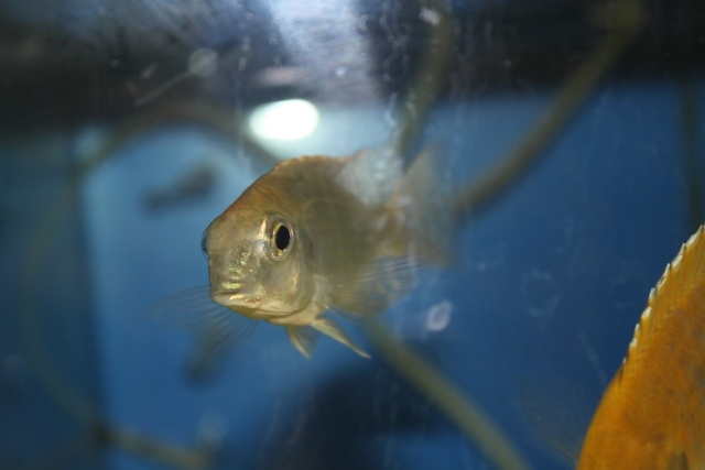 Lethrinops sp. 