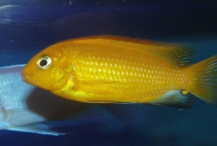 Tropheops macrophthalmus Kirondo (mâle)