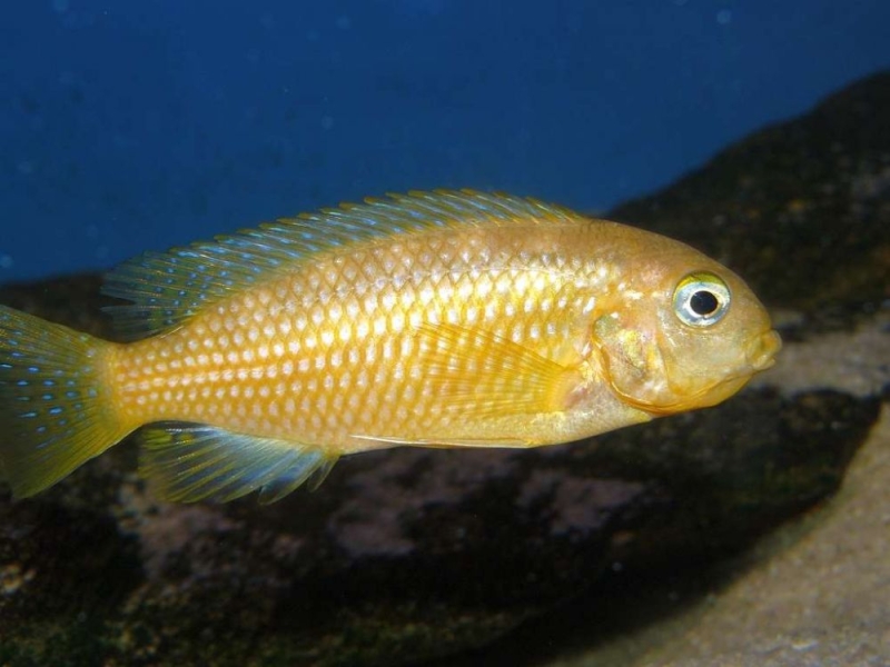 Tropheops macrophthalmus Kirondo (femelle)