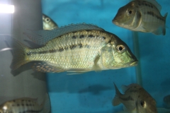 Lethrinops lethrinus Mazinzi Reef (mâle)