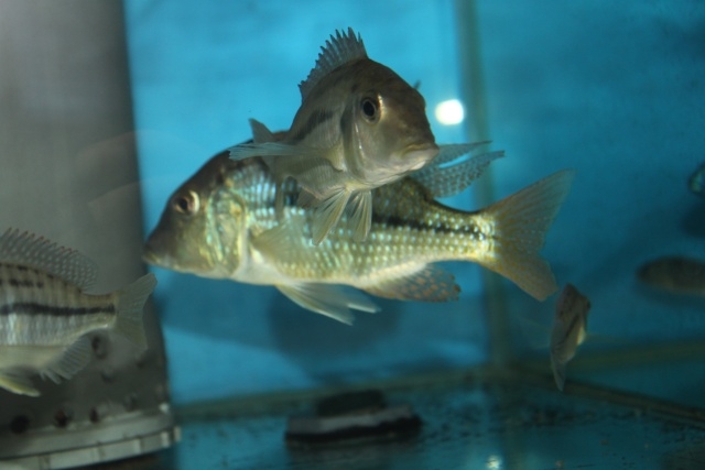 Lethrinops lethrinus Mazinzi Reef(couple)