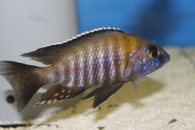 Aulonocara gertrudae Lupingu (mâle)
