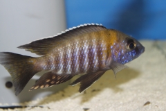 Aulonocara gertrudae Lupingu (mâle)