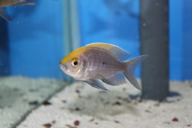Copadichromis sp.