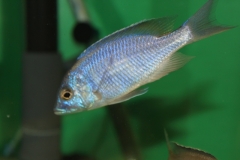 Placidochromis sp.