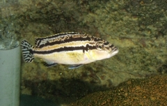 Melanochromis simulans Chiofu (Femelle)