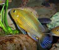 Pseudotropheus sp. 
