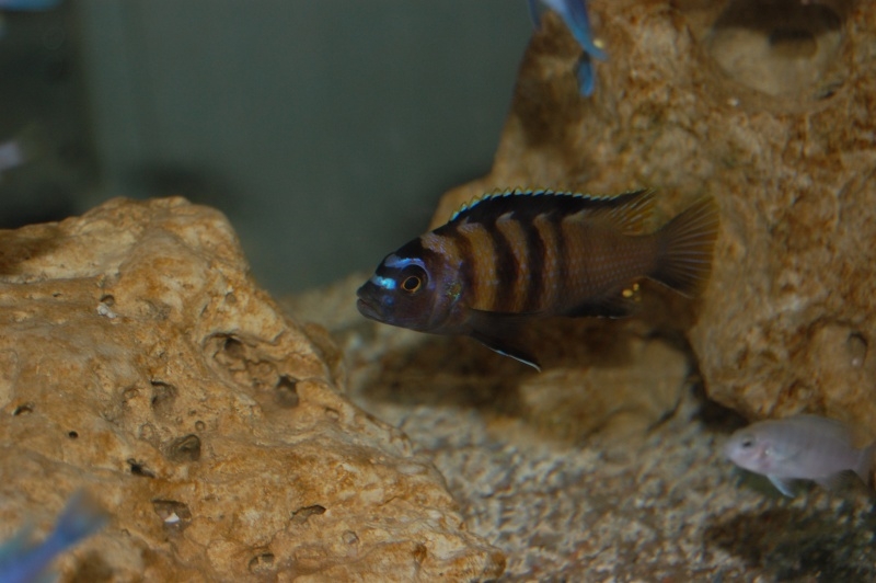 Maylandia sp. 