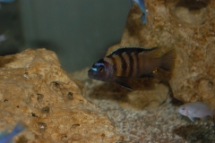 Maylandia sp. 