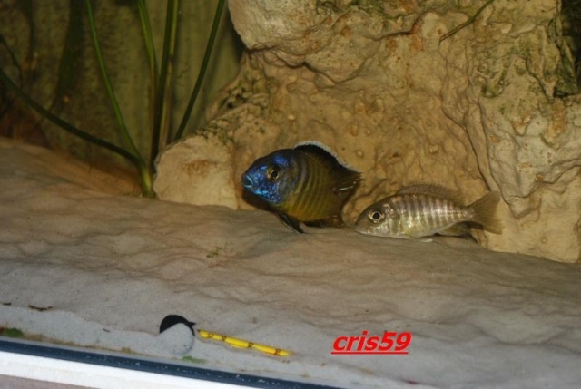 Aulonocara hueseri Likoma (Cple)
