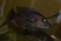 Stigmatochromis modestus Makokola (mâle)